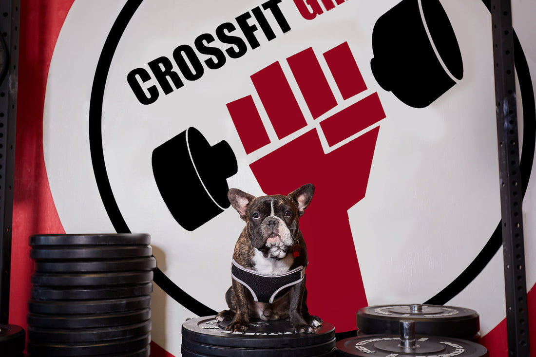 A dog sitting at a CrossFit gym